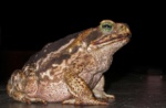 Cururu Toad (Rococo toad)